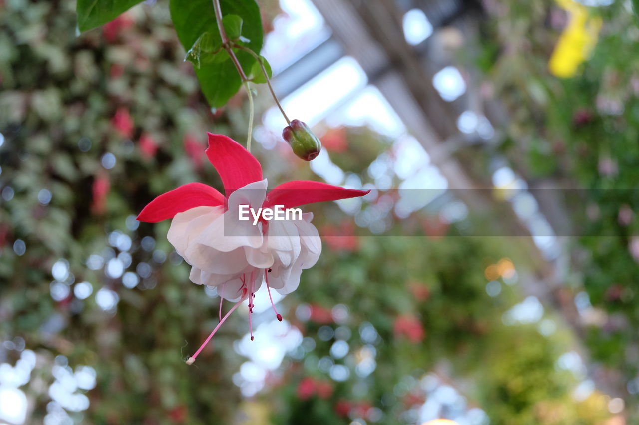 Low angle view of pink flowering plant