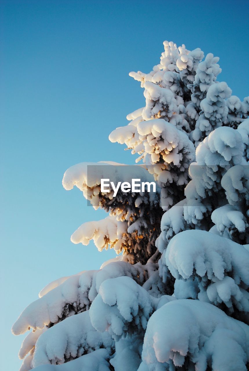 Close-up of frozen tree against clear blue sky