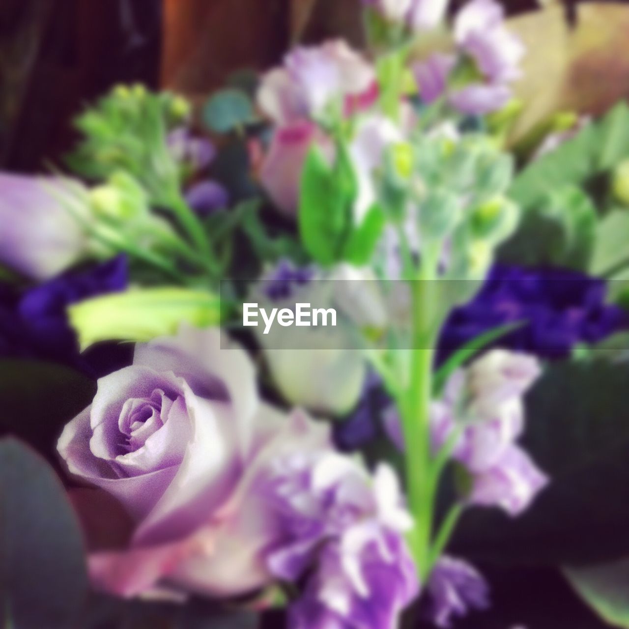 CLOSE-UP OF PURPLE FLOWERS IN POT