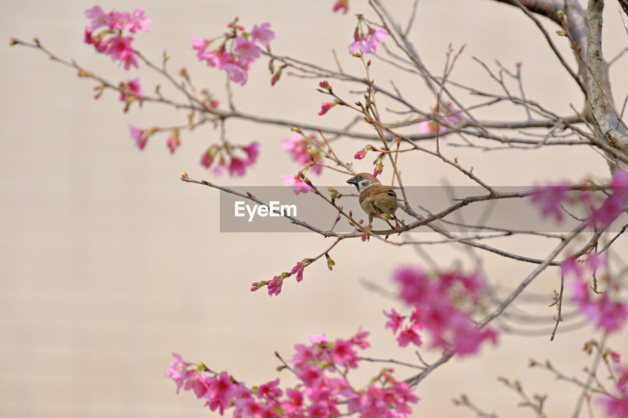 plant, pink, flower, tree, flowering plant, branch, beauty in nature, nature, cherry blossom, blossom, fragility, freshness, spring, springtime, no people, growth, outdoors, twig, petal, focus on foreground, close-up, day, sky, leaf, tranquility