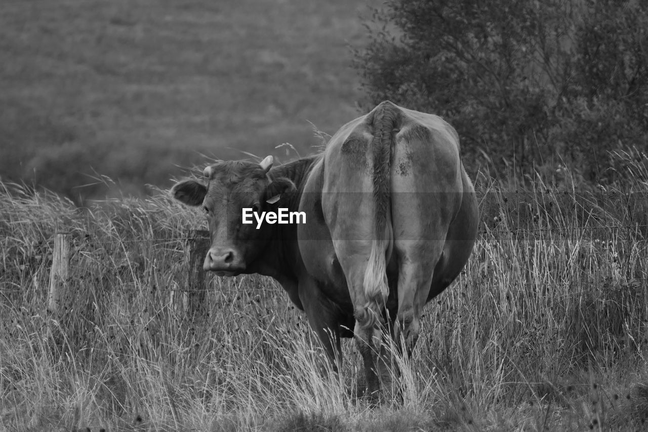 Cow standing in a field