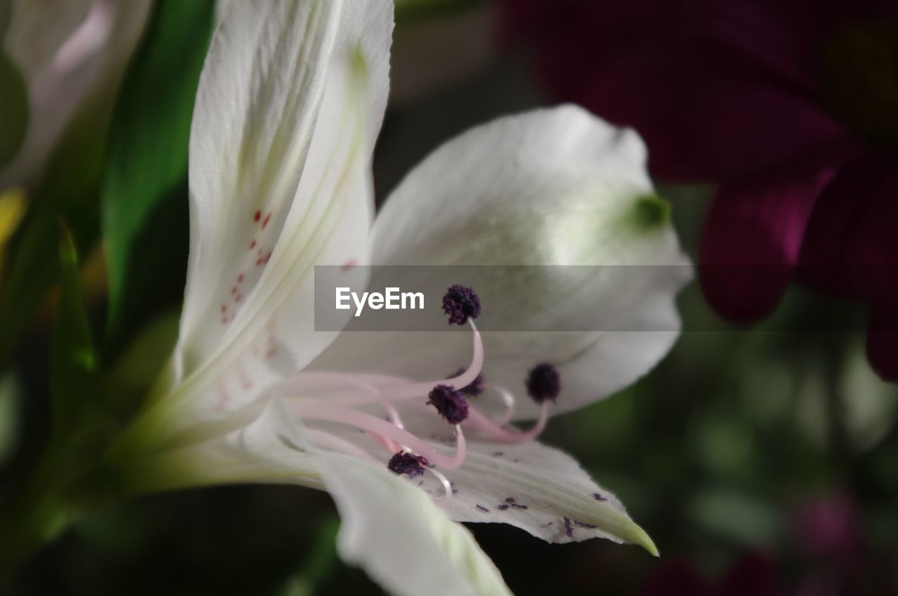 CLOSE-UP OF PINK FLOWER PLANT