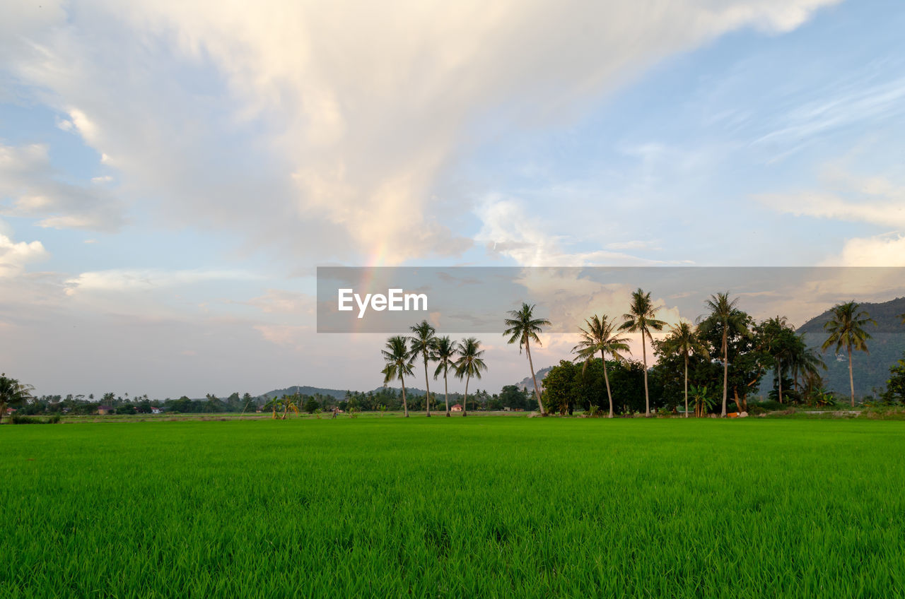 sky, plant, field, grass, cloud, paddy field, environment, tree, landscape, agriculture, nature, land, horizon, beauty in nature, green, palm tree, tropical climate, plain, rice, rice paddy, scenics - nature, grassland, rural area, sunlight, rural scene, meadow, crop, tranquility, no people, morning, prairie, growth, outdoors, tranquil scene, coconut palm tree, lawn, flower, farm, day, cereal plant, rice - food staple