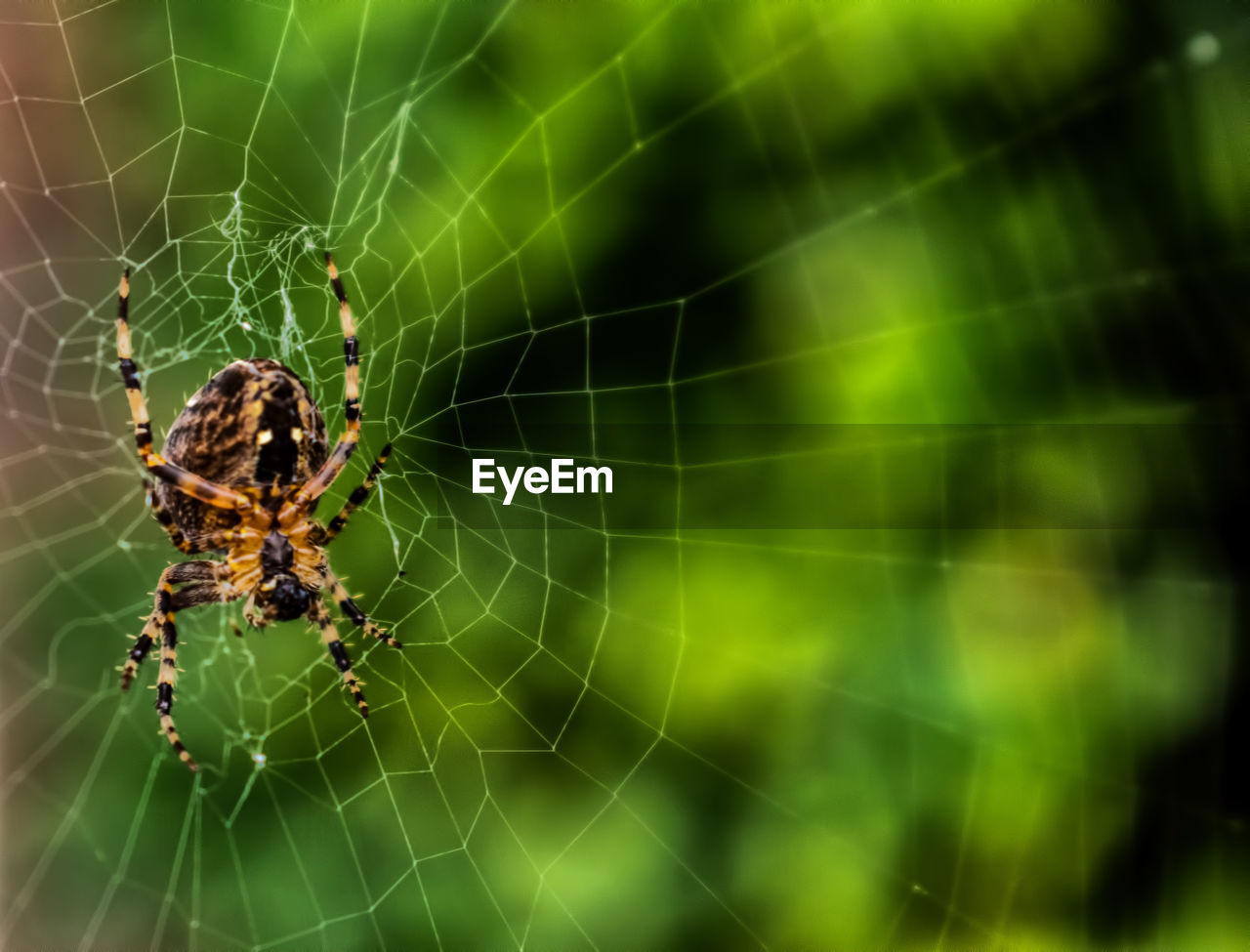 SPIDER ON WEB