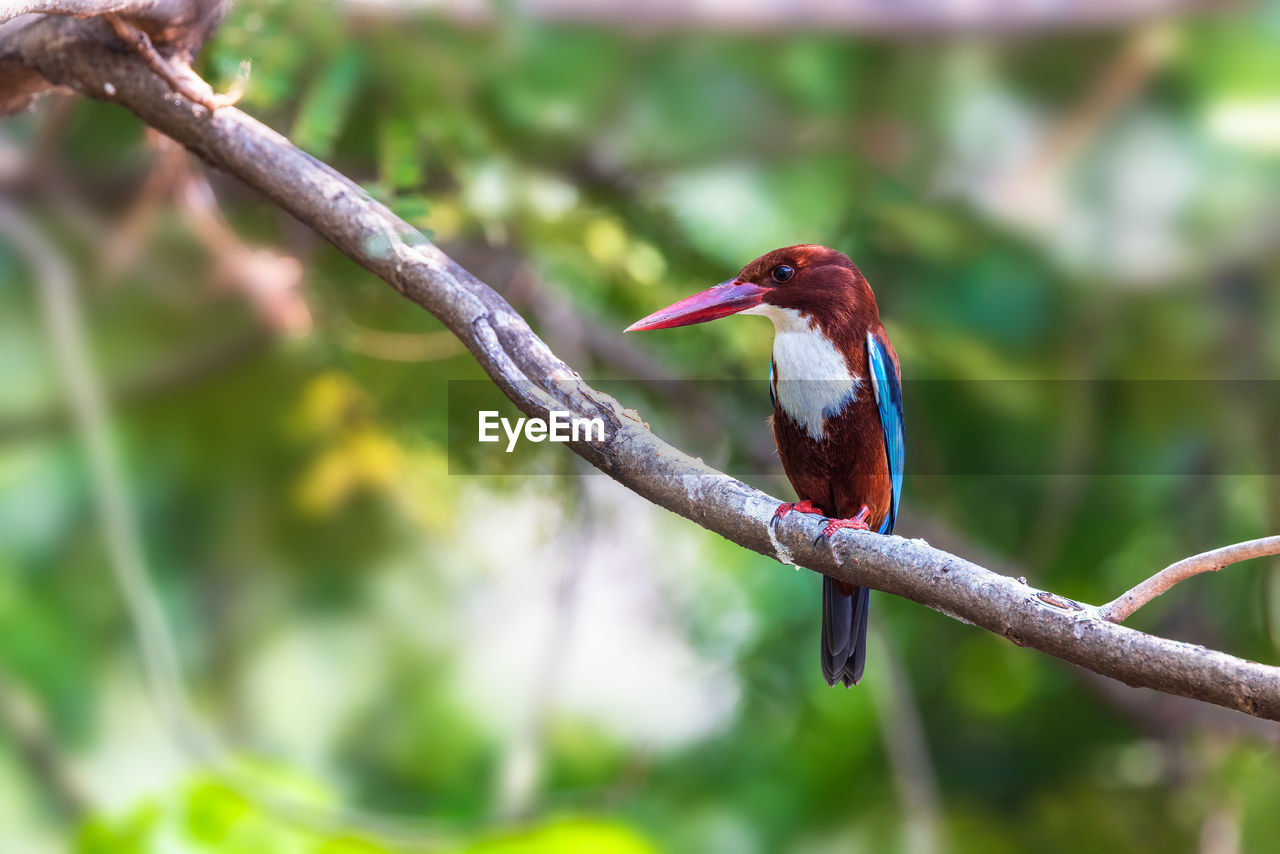 animal themes, animal, bird, animal wildlife, wildlife, one animal, tree, branch, beak, plant, nature, perching, kingfisher, red, no people, forest, animal body part, focus on foreground, hummingbird, outdoors, tropical bird, rainforest, beauty in nature, tropical climate, environment, multi colored, day, full length