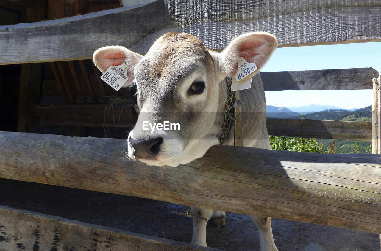 close-up portrait of goat