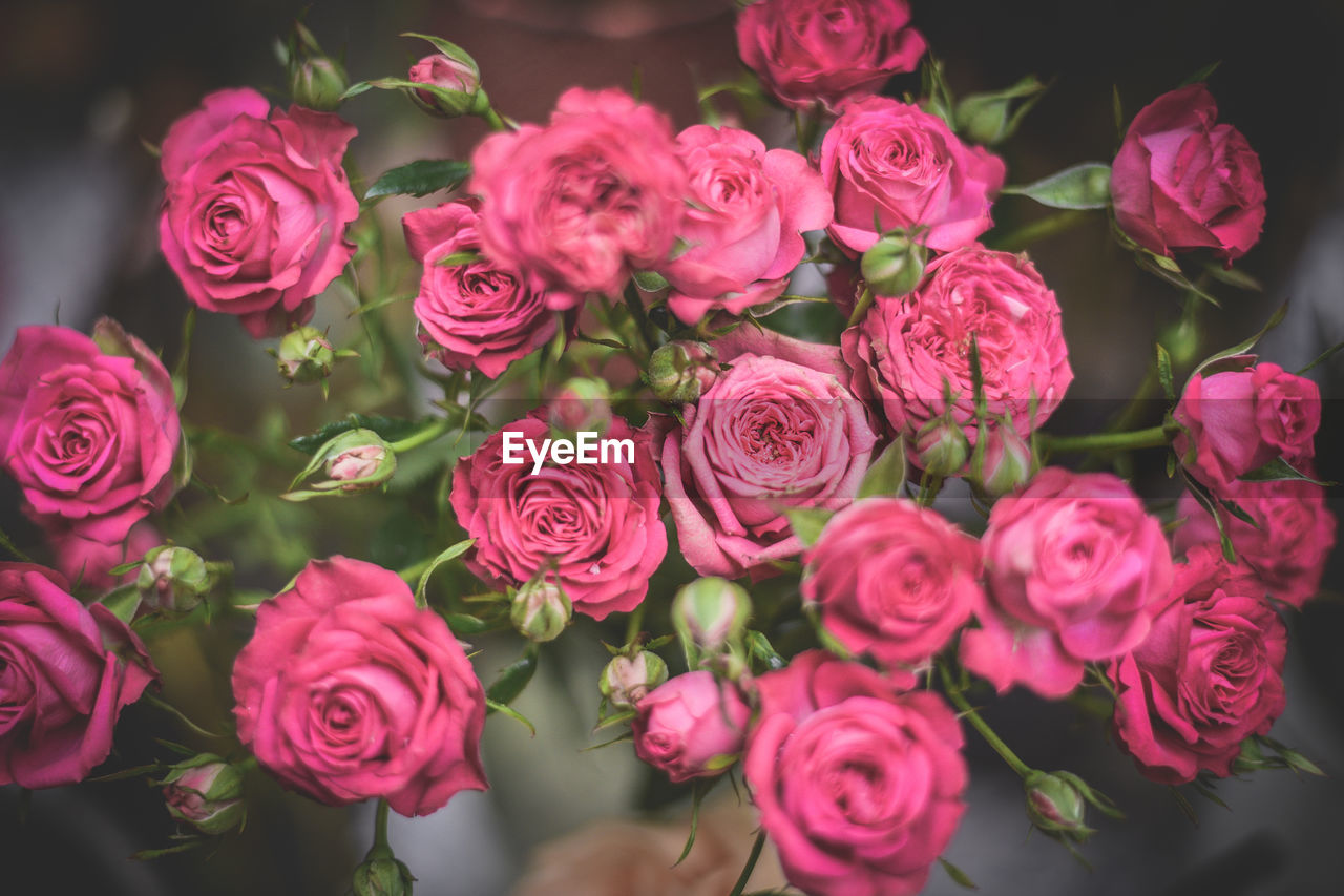 Close-up of pink roses