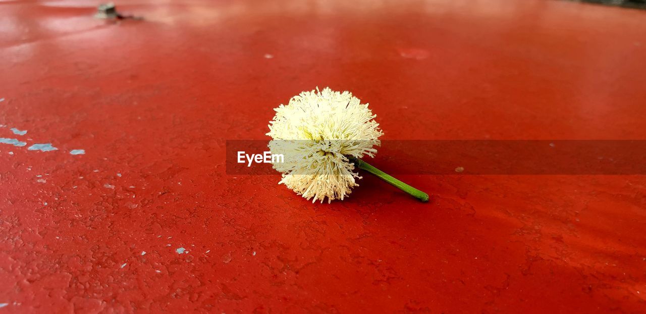 HIGH ANGLE VIEW OF RED FLOWER ON ROCK