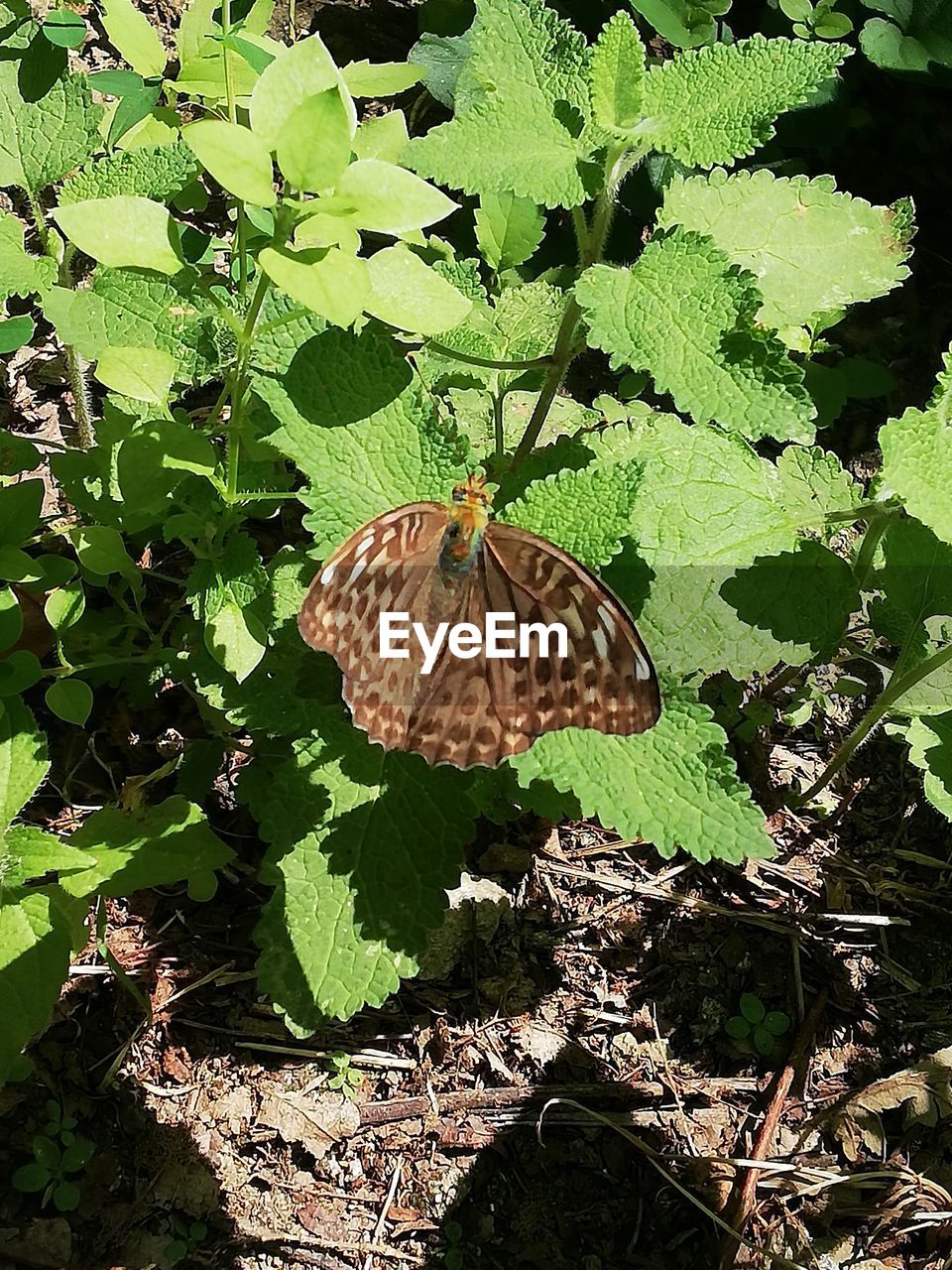 HIGH ANGLE VIEW OF BUTTERFLY ON PLANTS