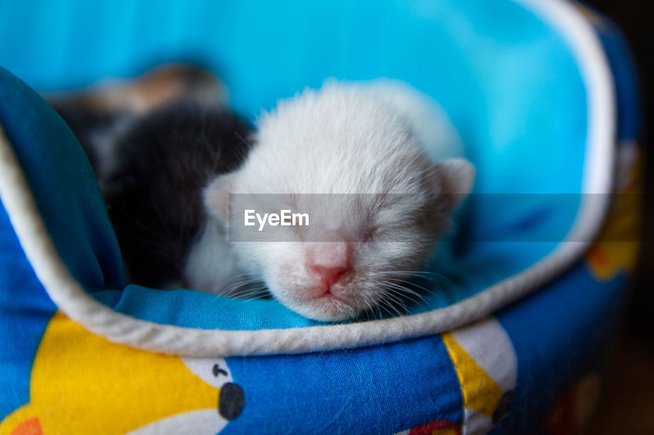 CLOSE-UP OF CAT SLEEPING ON BLUE EYES