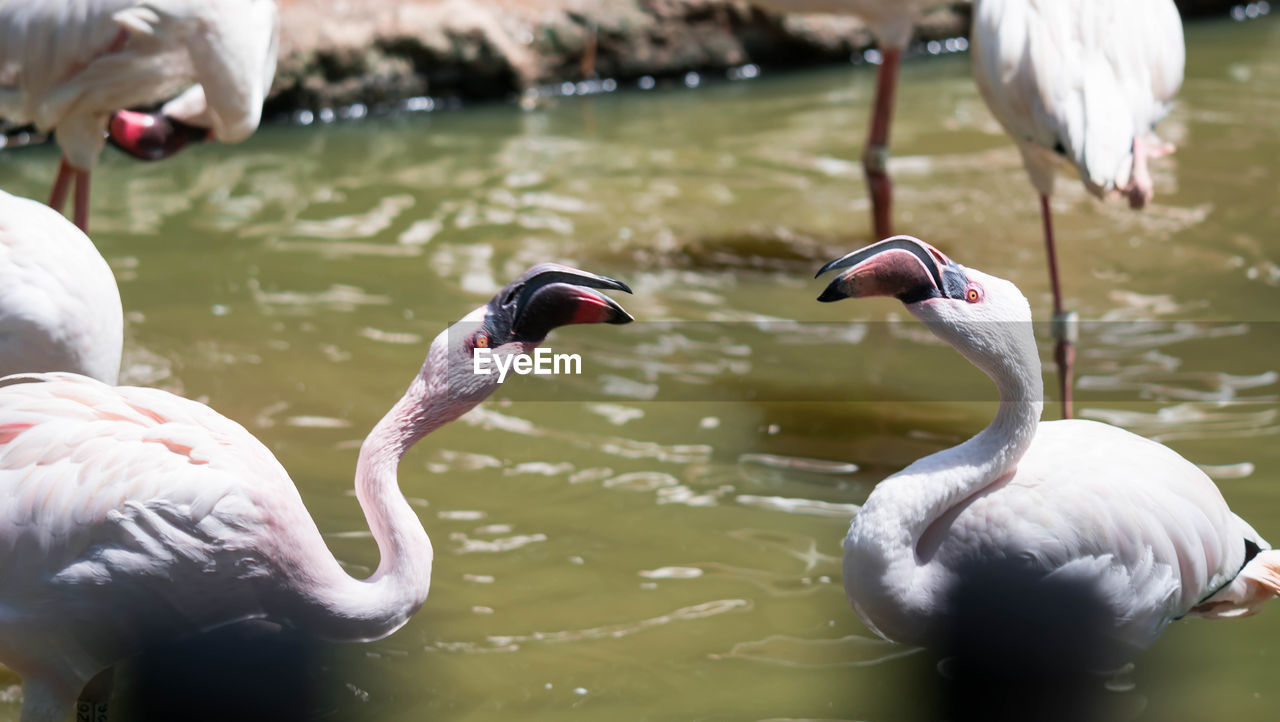 SWANS IN WATER