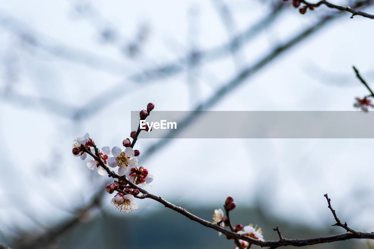 plant, spring, tree, branch, flower, nature, beauty in nature, freshness, blossom, twig, winter, fruit, flowering plant, growth, fragility, cherry blossom, no people, food and drink, food, springtime, leaf, outdoors, focus on foreground, day, healthy eating, macro photography, close-up, berry, low angle view, snow, sky, tranquility, selective focus, plum blossom