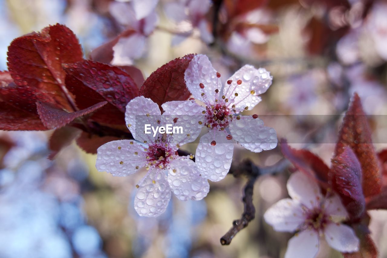 CLOSE-UP OF CHERRY BLOSSOMS