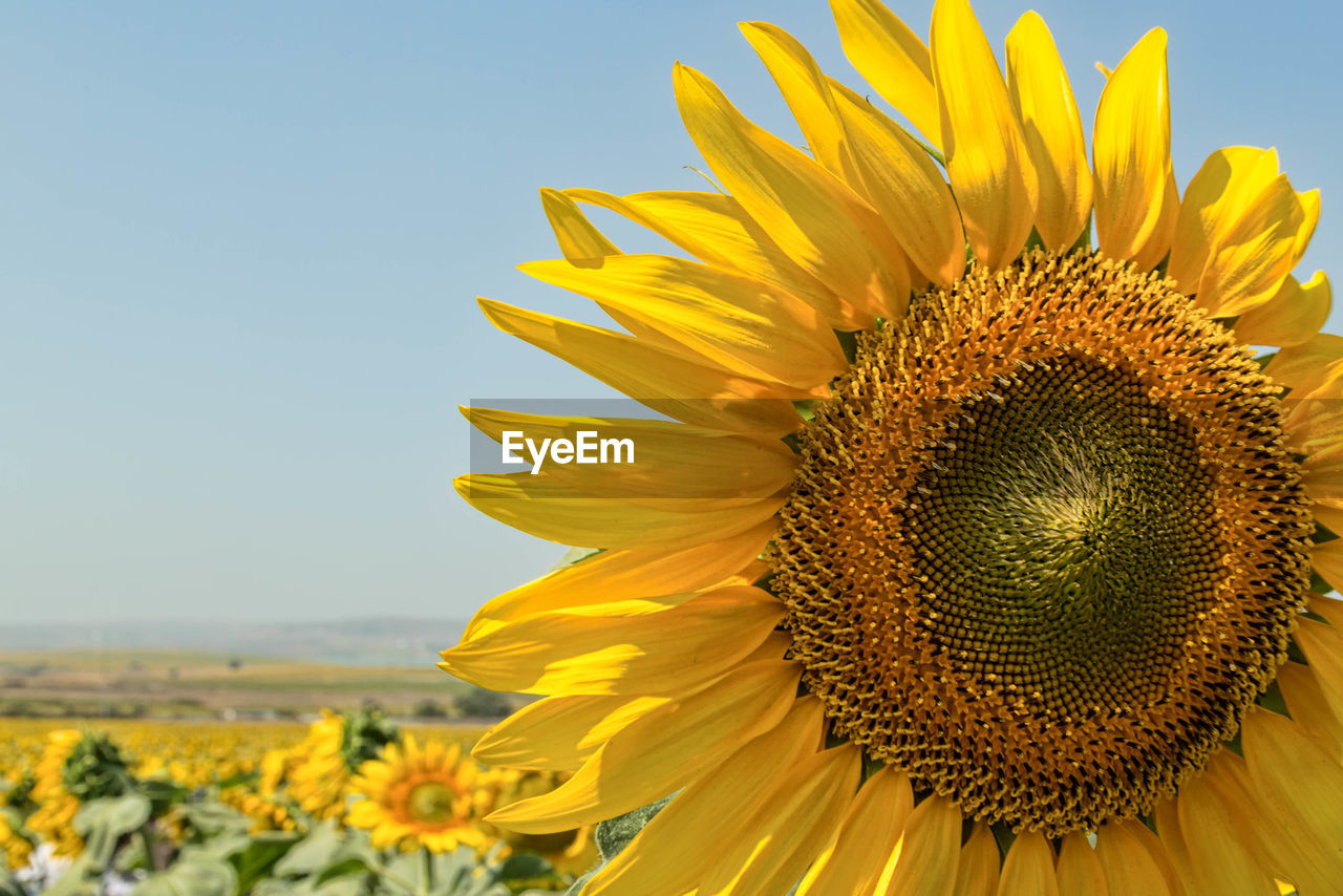 Close-up of sunflower blooming against sky