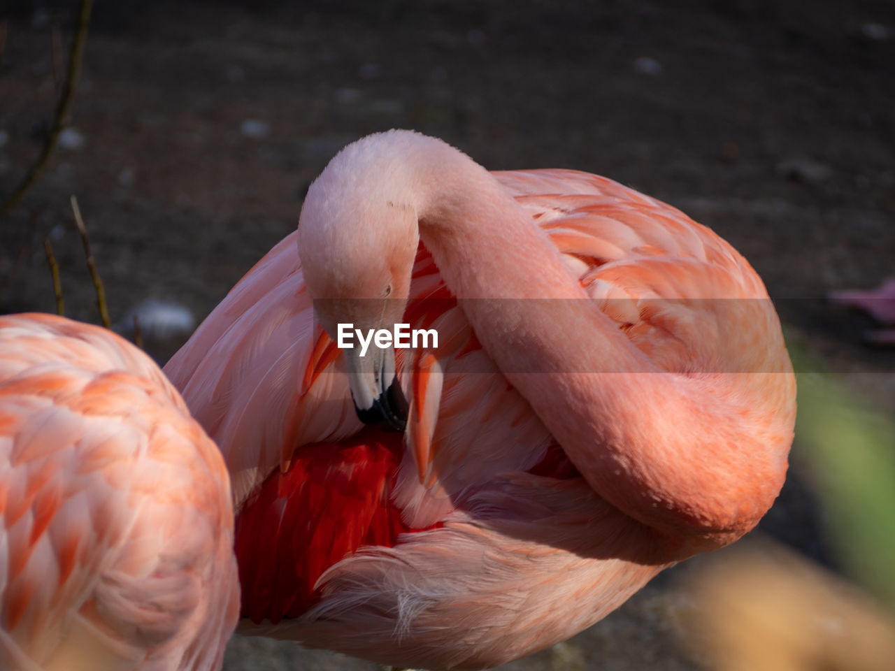 close-up of flamingos