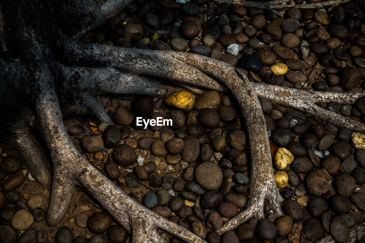 Root tree on ground