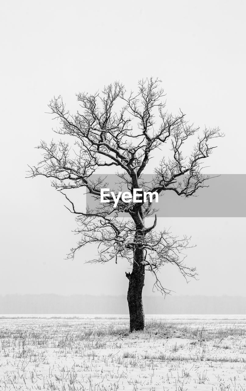 Bare tree on field against sky