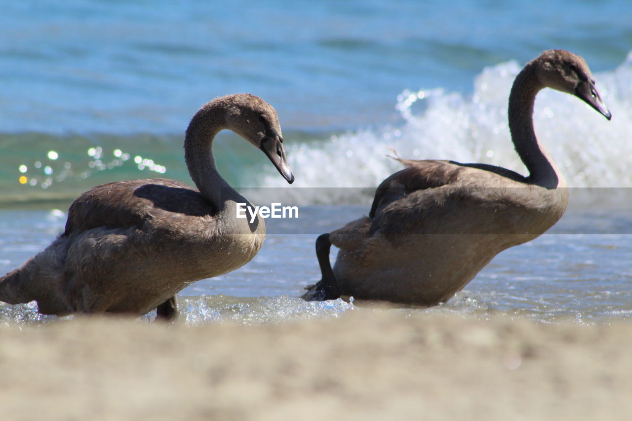 DUCKS ON A BEACH