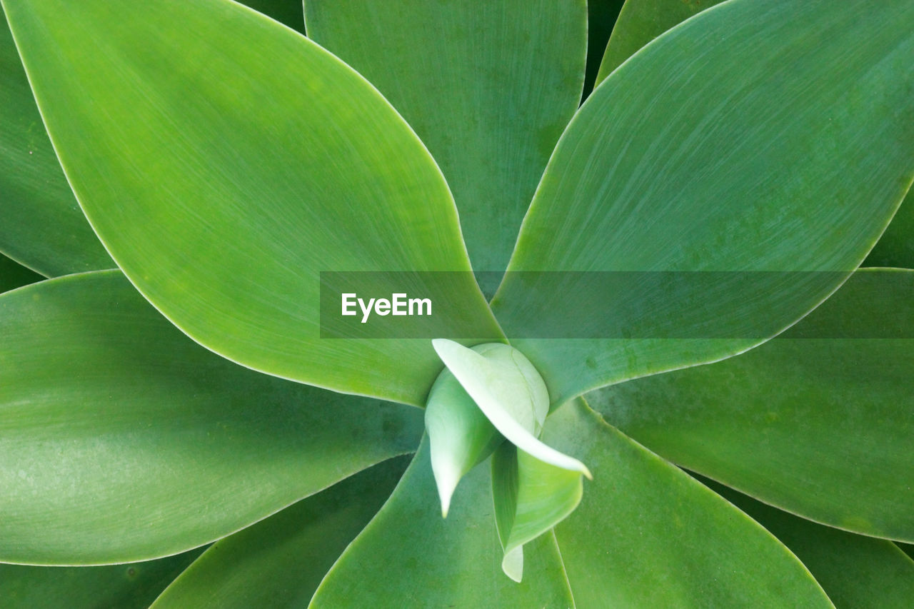 Detail of agave plant symmetry pattern