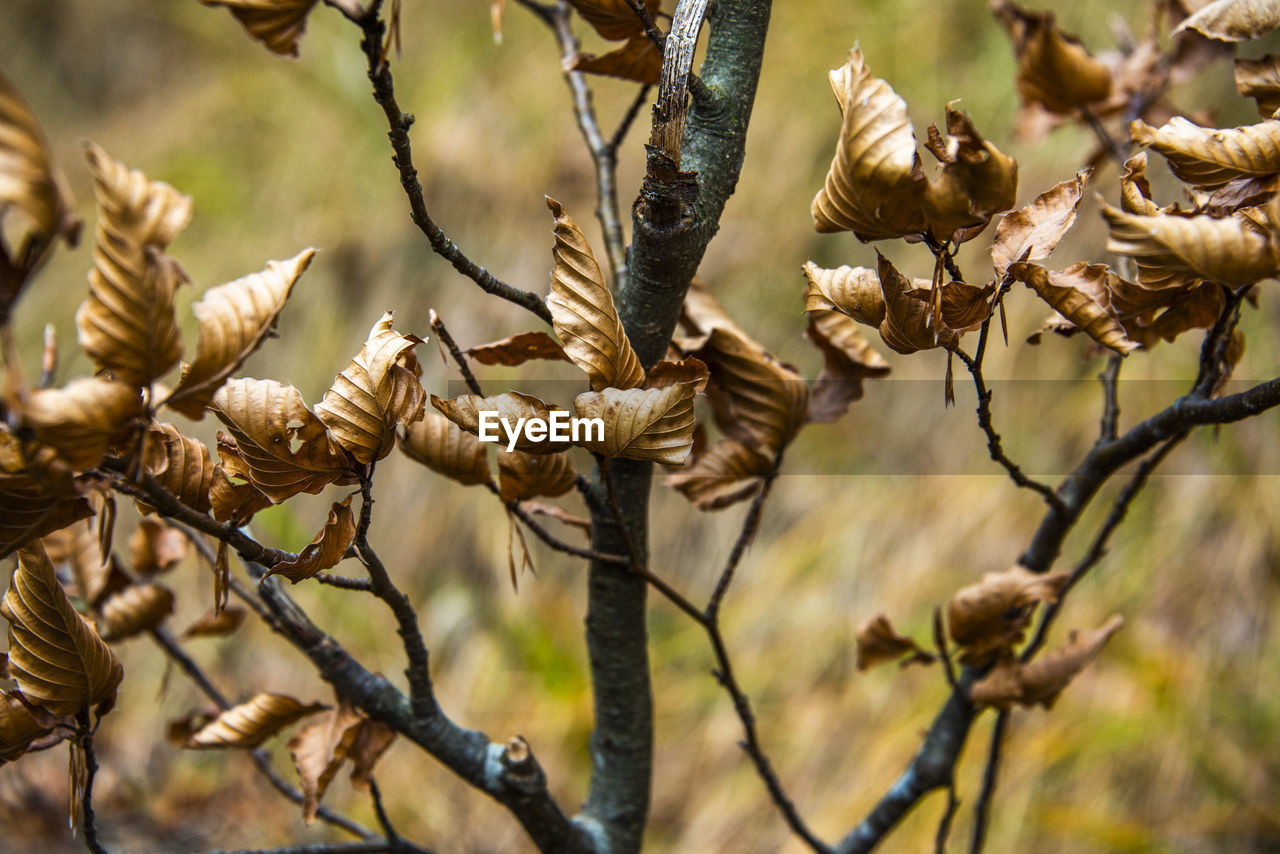 CLOSE-UP OF DRIED PLANT AGAINST TREE