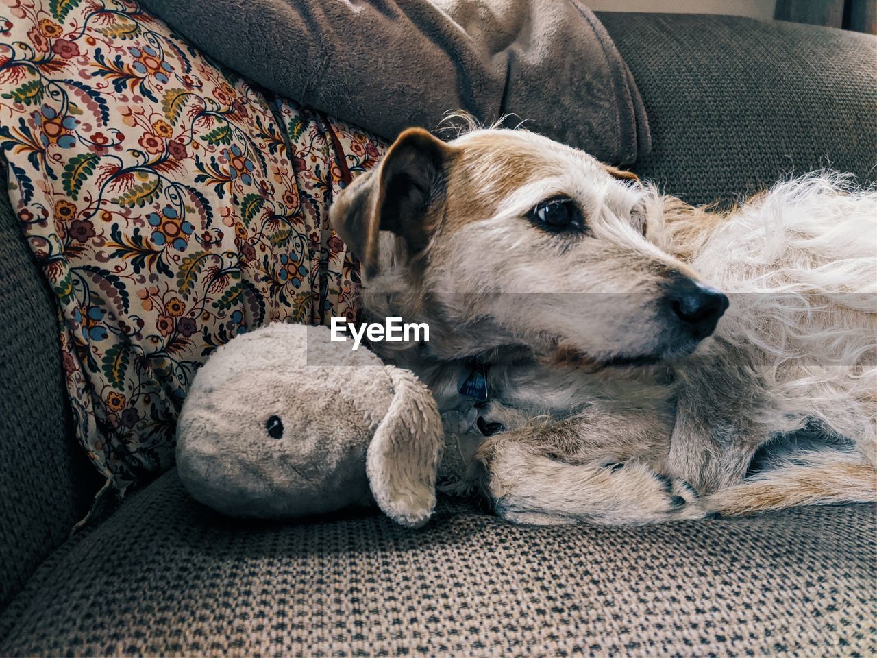 DOG LYING ON SOFA