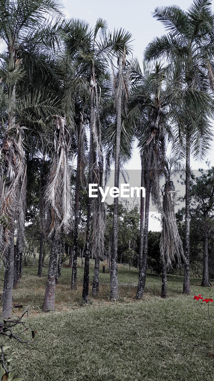 PALM TREES GROWING ON FIELD AGAINST SKY