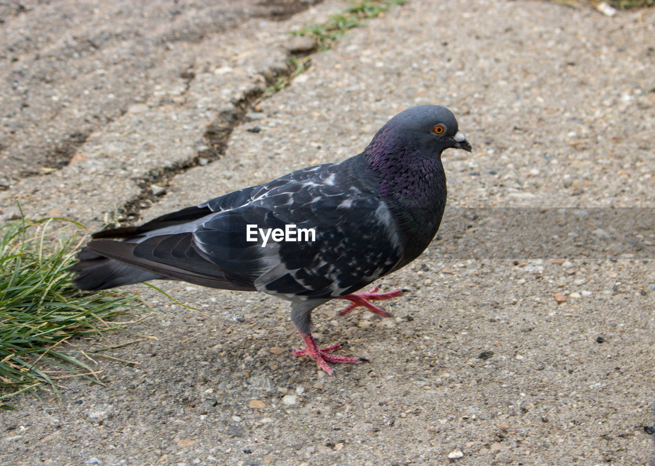 High angle view of pigeon.