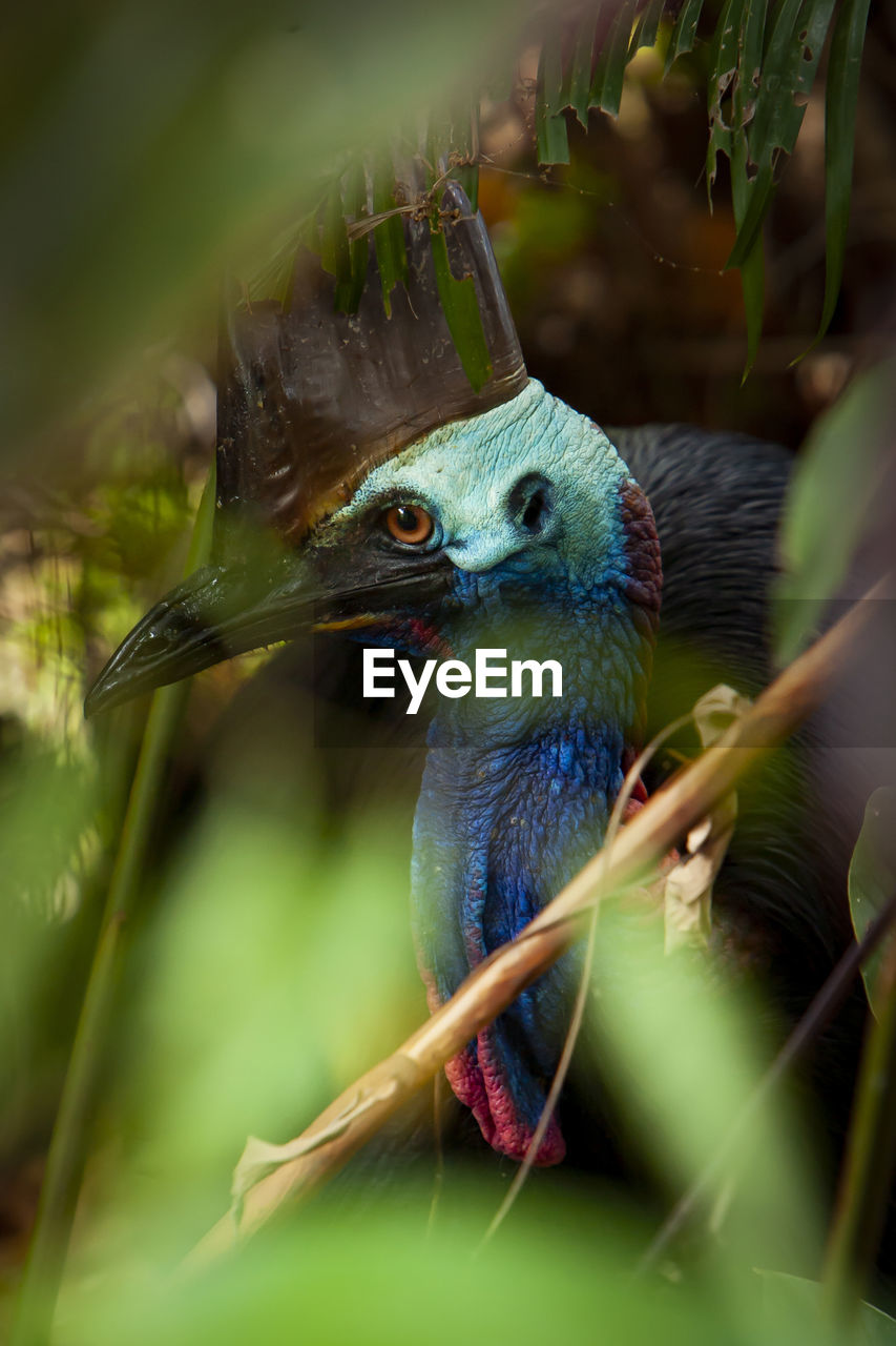 Close up on ancient cassowary bird face, crane, and long eyelashes,