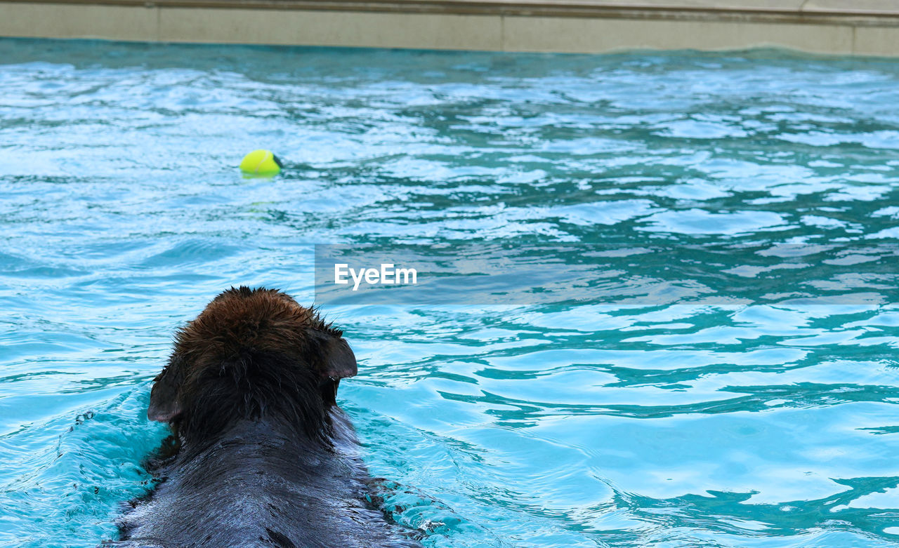 swimming, water, dog, animal, animal themes, one animal, carnivore, swimming pool, mammal, sea, ball, canine, sports, nature, day, water sports, outdoors, pet, no people, domestic animals, marine mammal, motion, ocean
