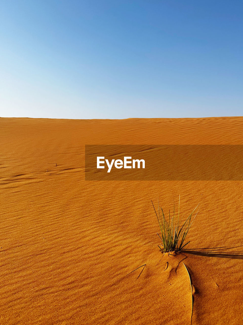 land, landscape, environment, erg, desert, sand, sand dune, sky, climate, scenics - nature, nature, grassland, arid climate, clear sky, beauty in nature, dry, plant, natural environment, no people, blue, sunlight, horizon over land, drought, day, tranquility, horizon, sunny, outdoors, soil, non-urban scene, travel, animal wildlife, accidents and disasters, plain, tranquil scene, travel destinations, semi-arid, copy space, prairie, singing sand, remote, heat, extreme terrain, hill, tourism, dune, barren, loneliness, urban skyline, animal, orange color, safari