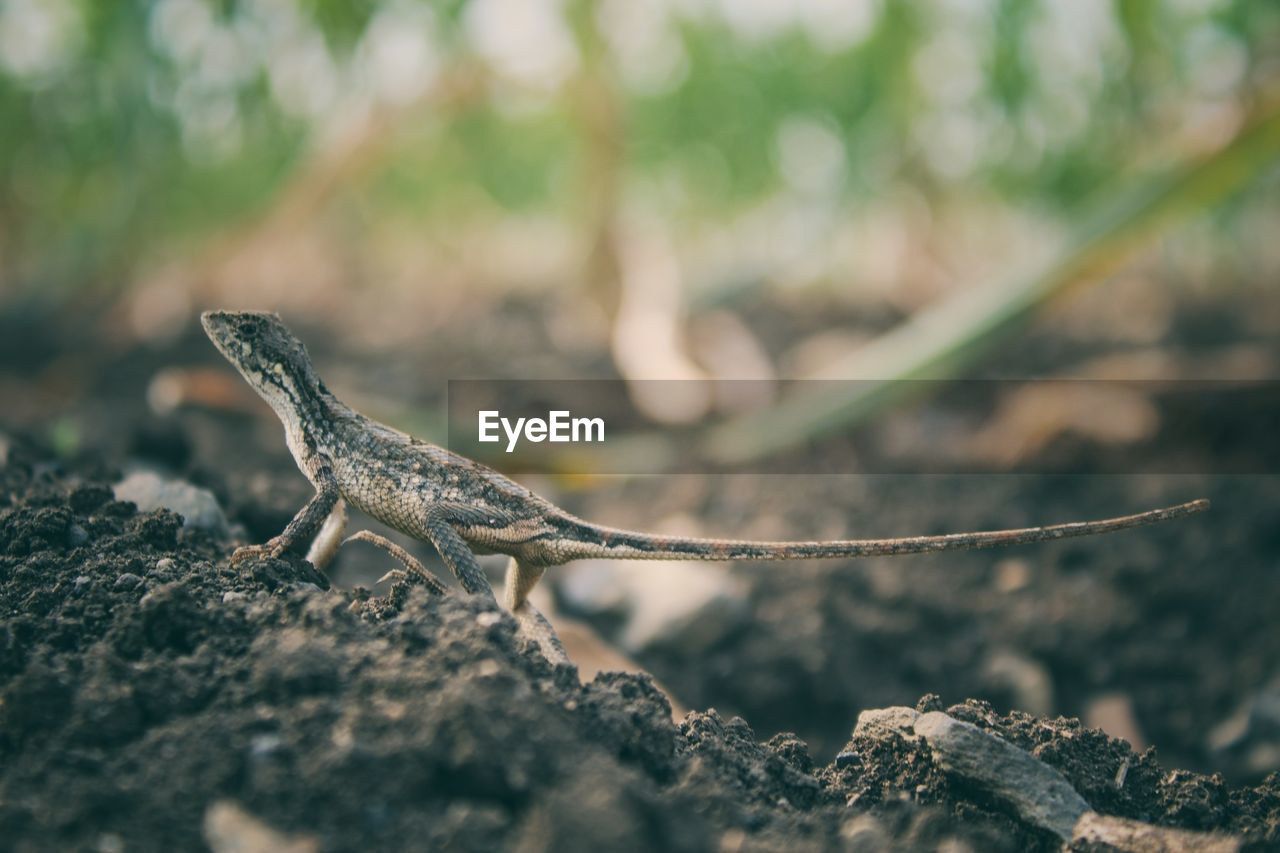 Close-up of reptile on rock