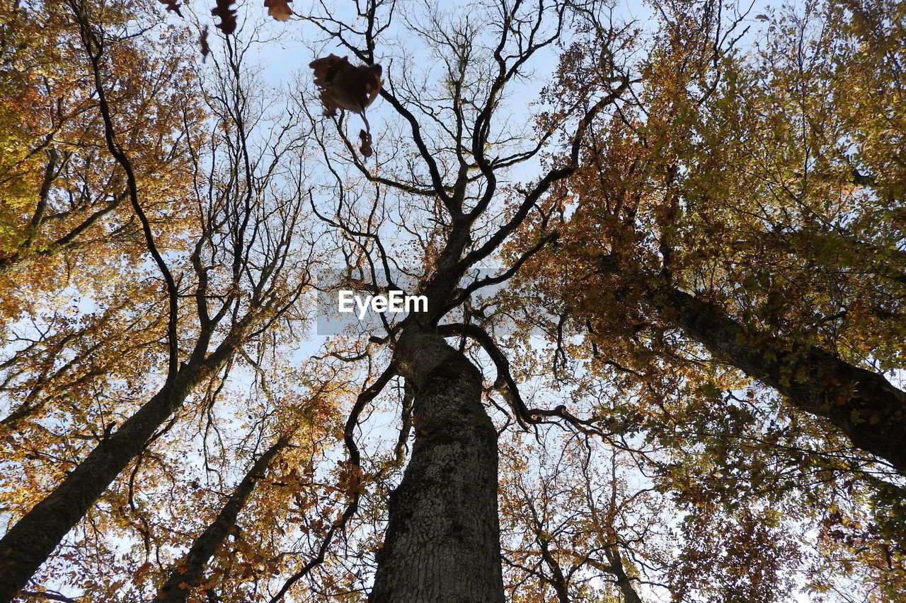 LOW ANGLE VIEW OF TREES IN FOREST