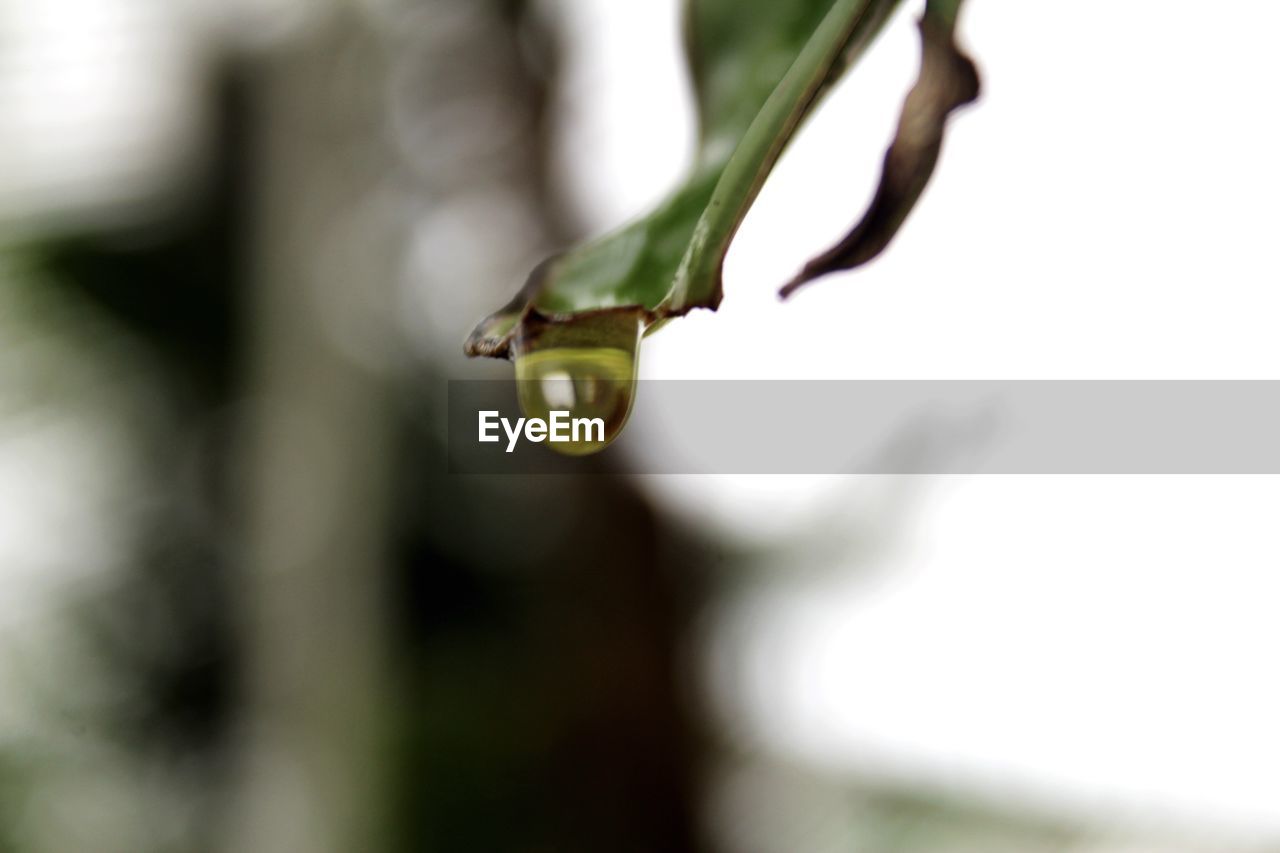 CLOSE-UP OF SNAKE ON FLOWER