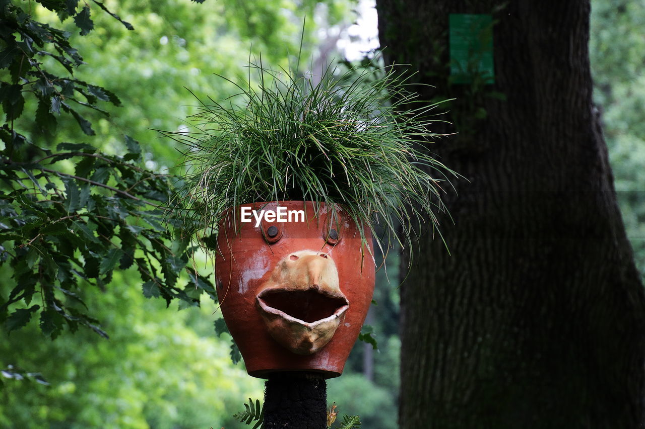 Close-up of potted plant with anthropomorphic face by tree