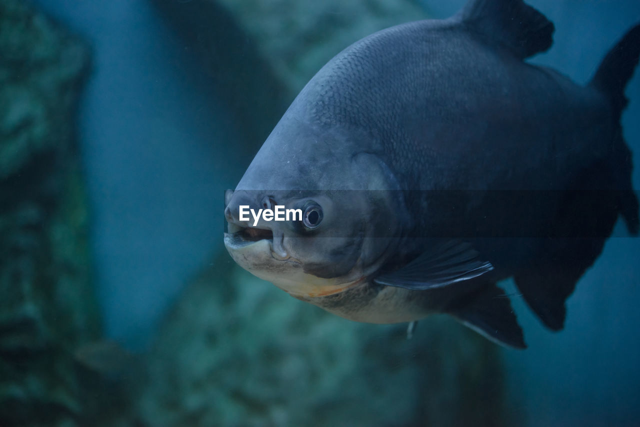 CLOSE-UP OF FISH UNDERWATER