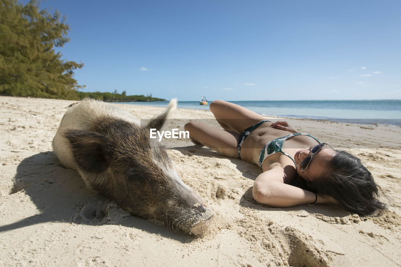 Young woman relaxing by pig at beach on sunny day