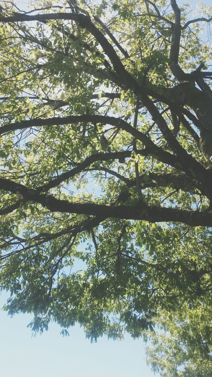 LOW ANGLE VIEW OF TREES AGAINST SKY