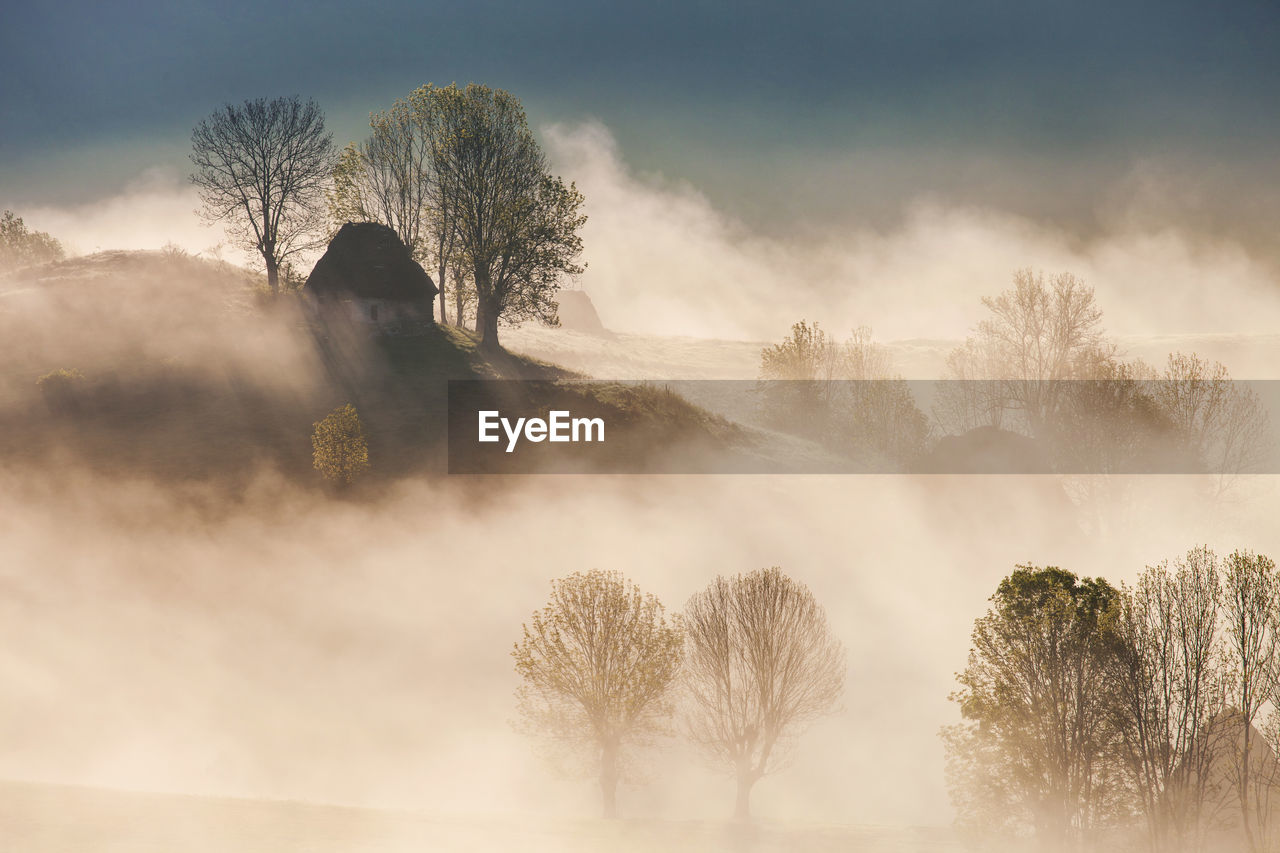 Trees on field during foggy weather