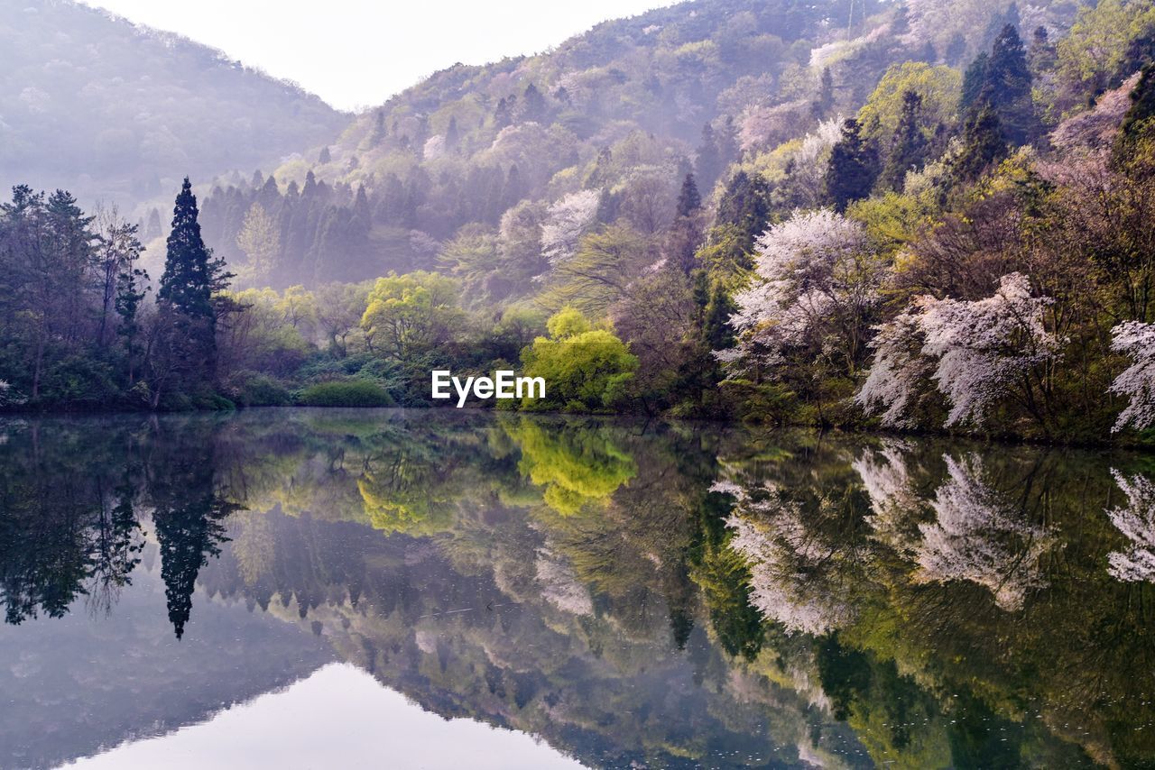 Reflection of trees in lake against sky