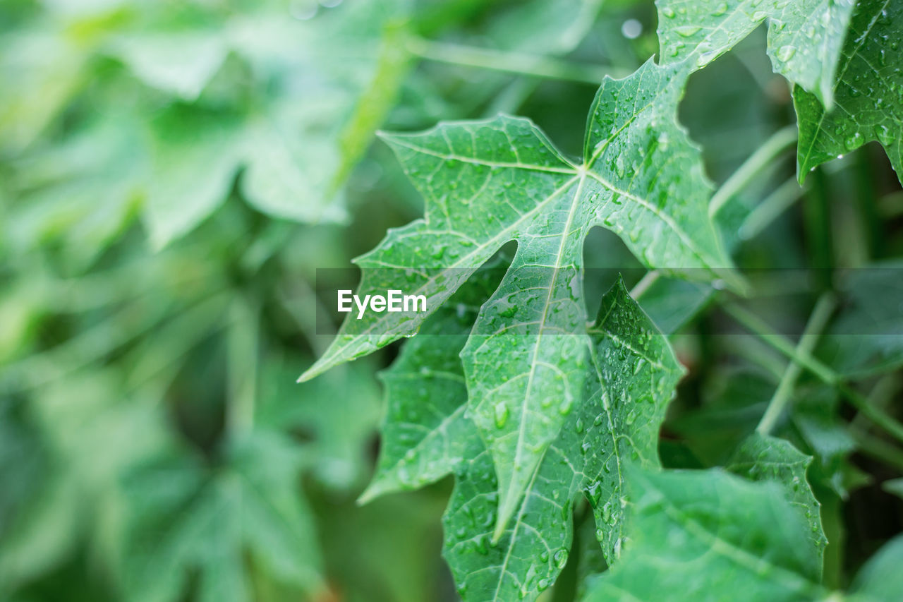 close-up of plant