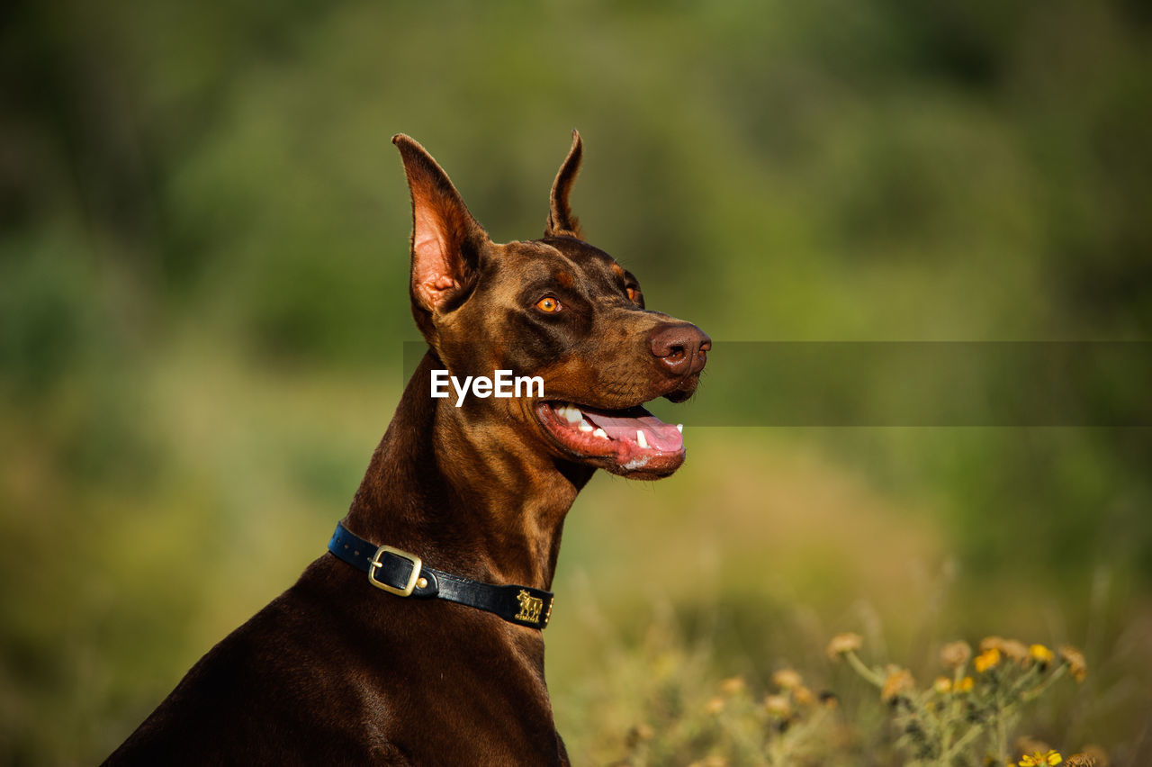 Close-up of doberman pinscher on field