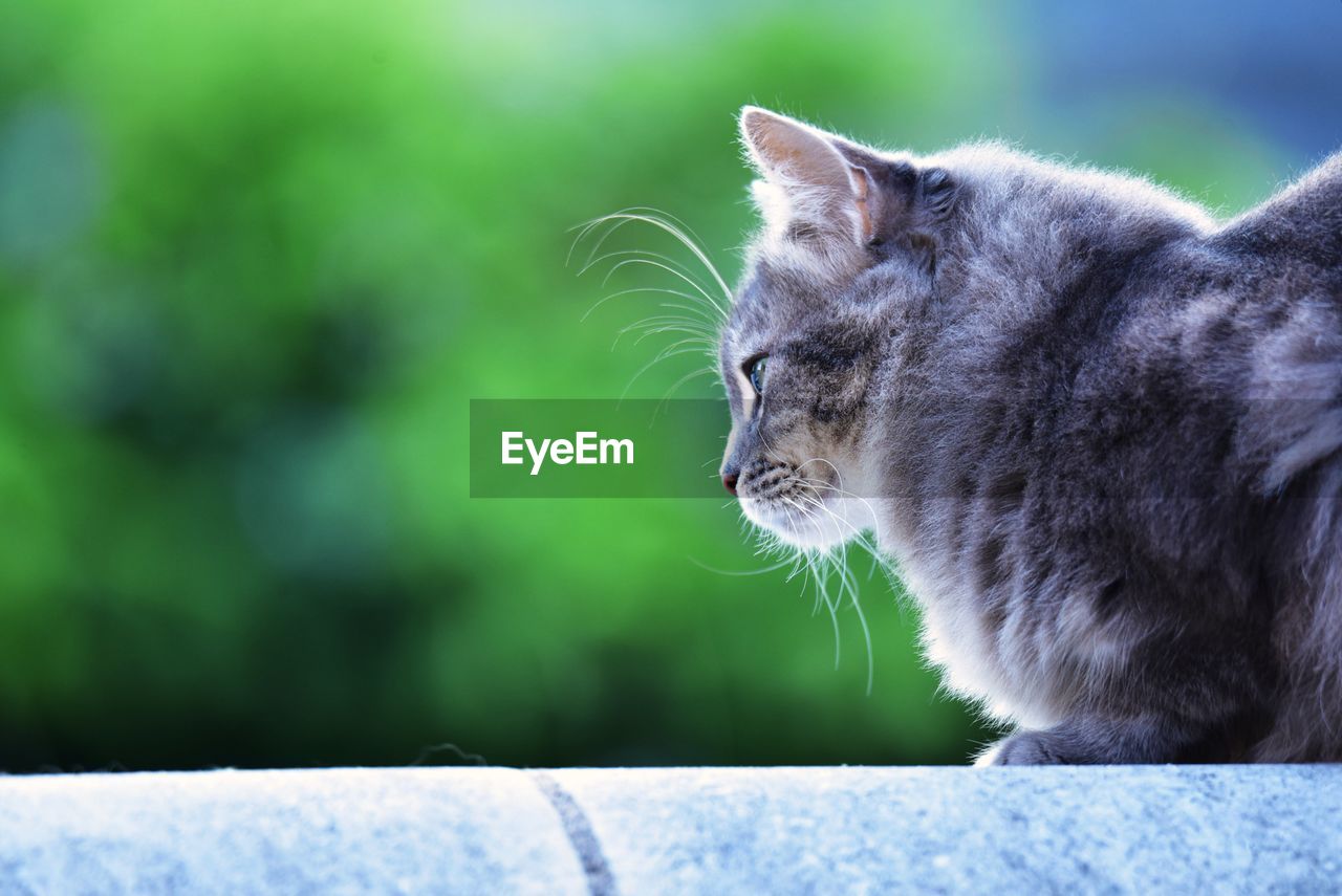 Close-up of cat looking away