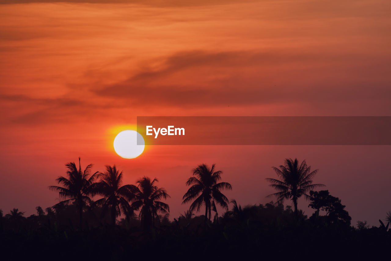 SILHOUETTE PALM TREES AGAINST ORANGE SKY