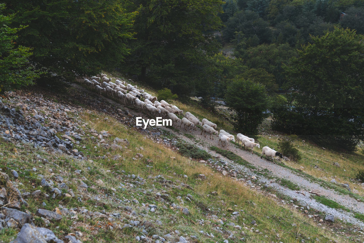 HIGH ANGLE VIEW OF TREES AND FOREST