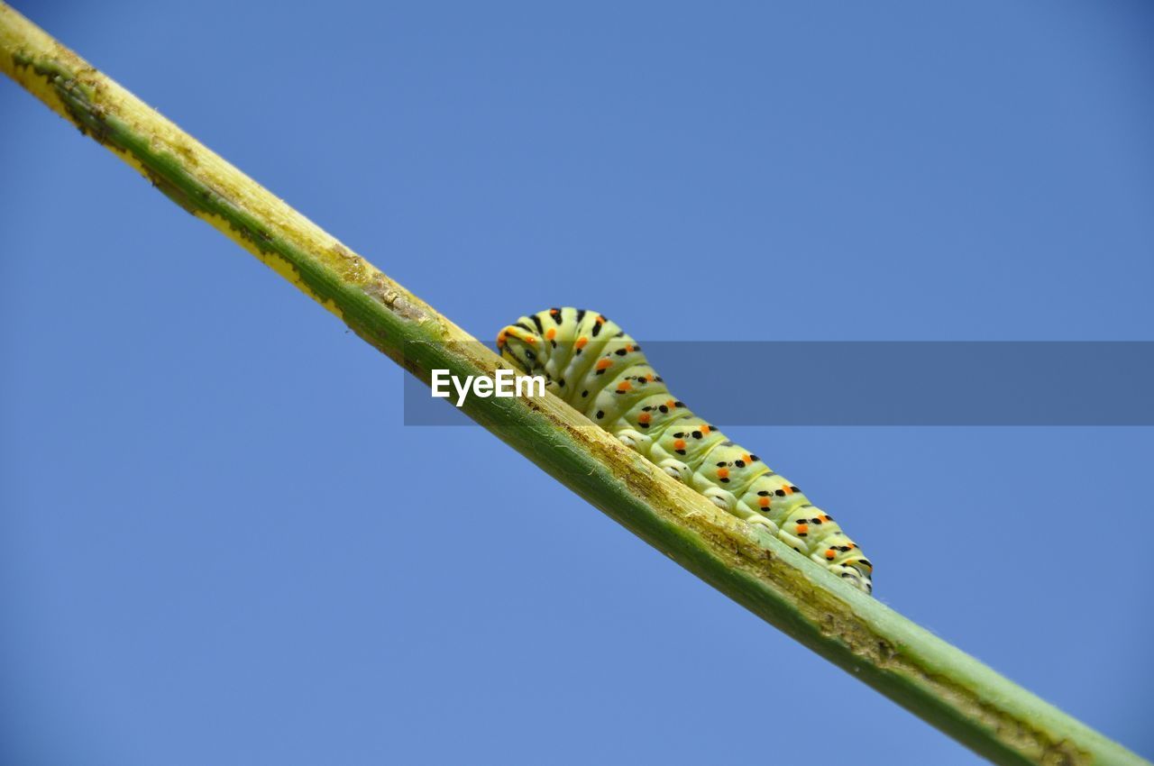 Low angle view of caterpillar on plant against clear blue sky