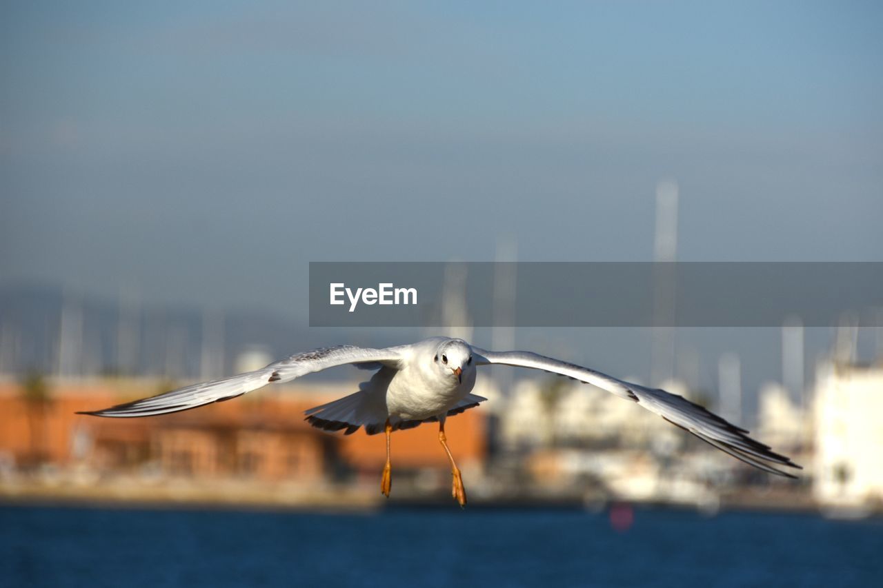 Close-up of seagull flying in mid-air