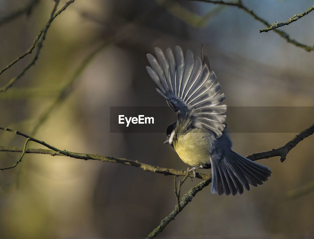 CLOSE-UP OF BIRD FLYING