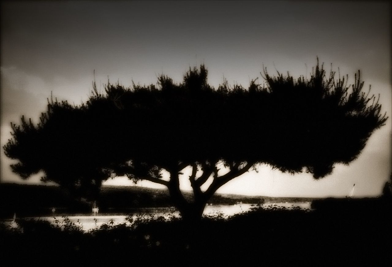 SILHOUETTE OF TREES AT SUNSET