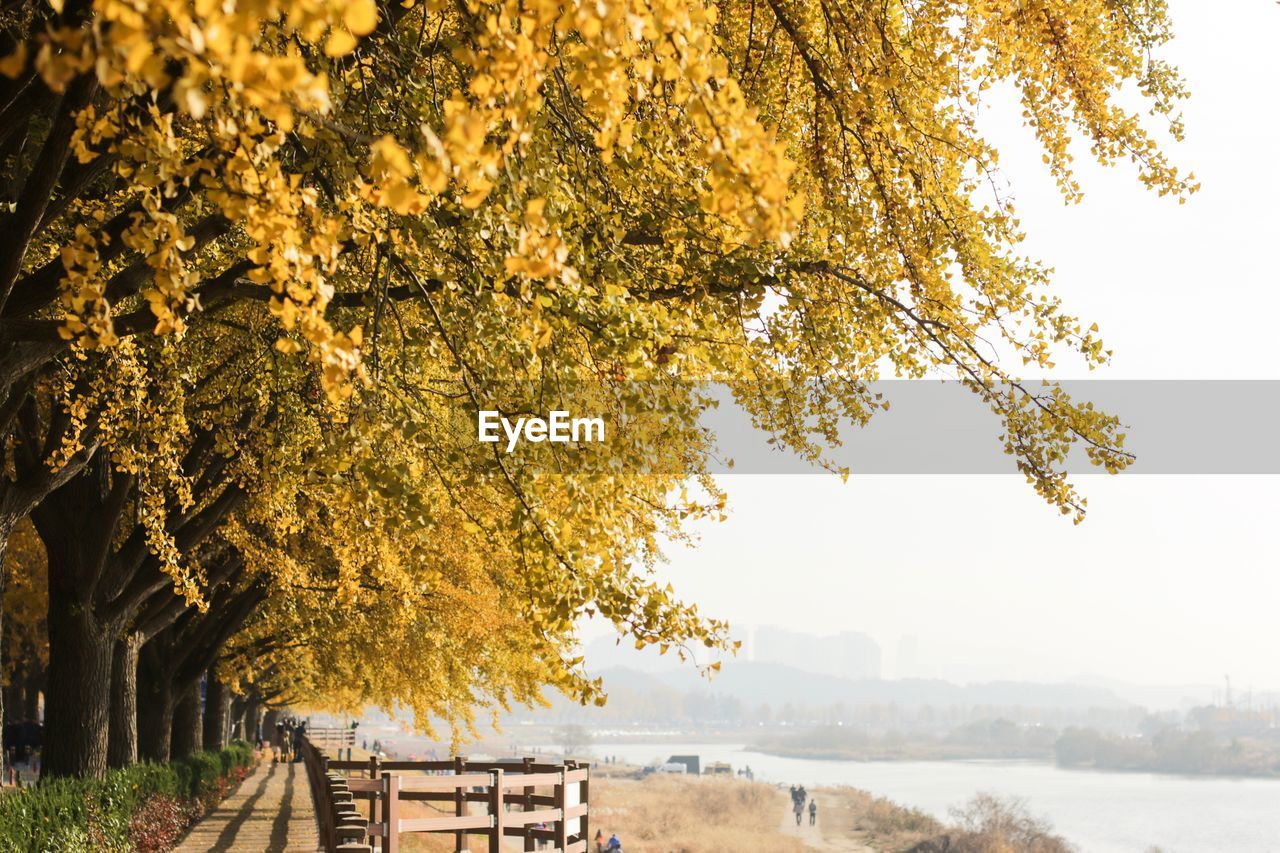 Scenic view of tree during autumn