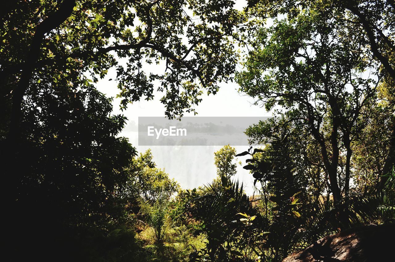 Victoria falls seen through trees and plants